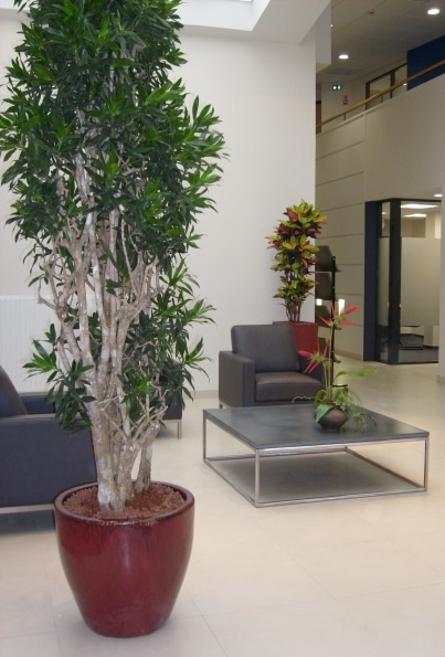 home-vegetal-plantes-en-pot-02