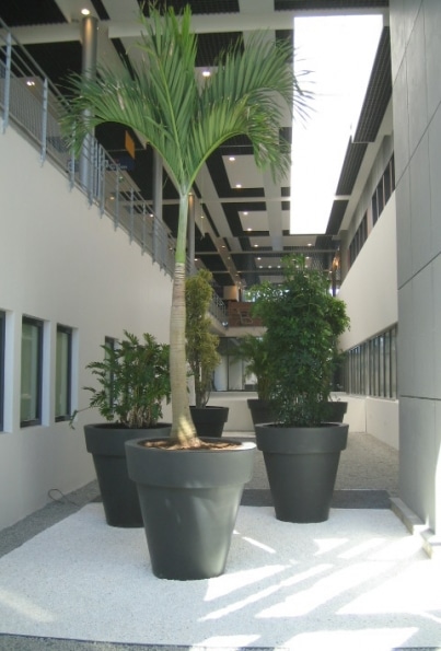 plantes en pot dans un patio