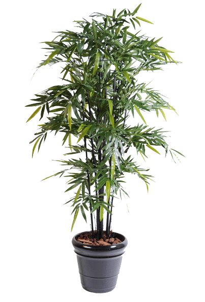 plantes-artificielles-home-vegetal-bambou-black-nat-nc-180-cm