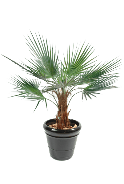 plantes-artificielles-home-vegetal-washintonia-120-cm