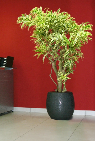 home-vegetal-plantes-en-pot-13