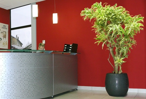 entretien-plantes-home-vegetal-4